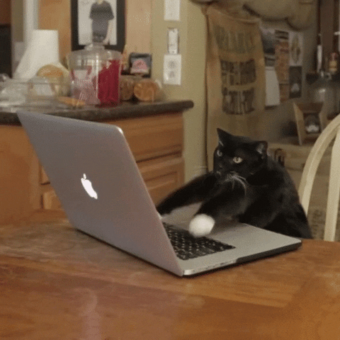 Cat typing fast gif